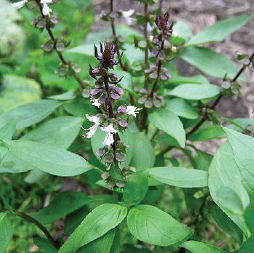 TULSI THE HOLY HEALING HERB